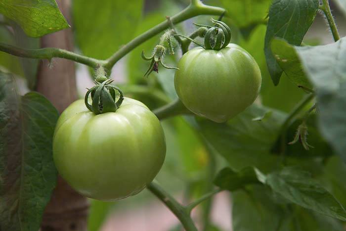 Ardmore Gateway Garden Tomatoes