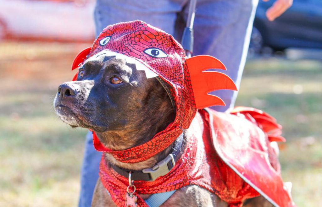 PET PROJECT: Dogmore, The Dog Fest of Ardmore